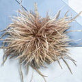 Veren broche of voor in het haar beige/bruin